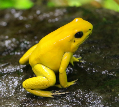 A yellow frog